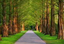 Removing Overhanging Trees for Dummies Overhanging Trees