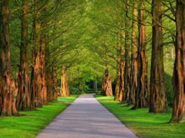 Removing Overhanging Trees for Dummies Overhanging Trees